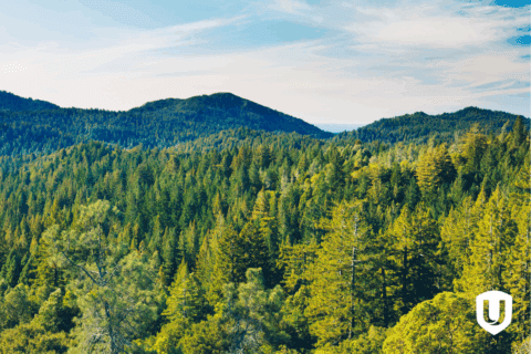 Réforme du régime forestier : des partenaires incontournables de la forêt offrent au nouveau gouvernement québécois des solutions pour bâtir des consensus